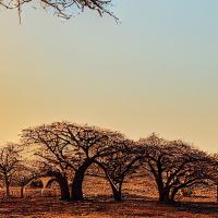 Sénégal Baobab coucher de soleil