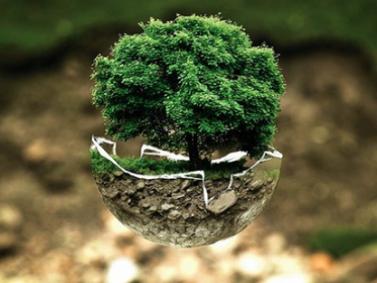 environnement arbre cap 2030