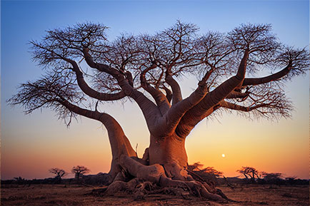 Sénégal Dakar Baobab